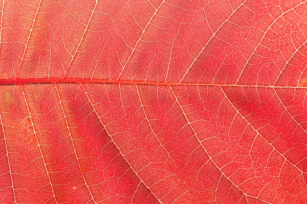 Feuille Sakura Orange Automne Texture Macro Contexte Abstrait Naturel — Photo