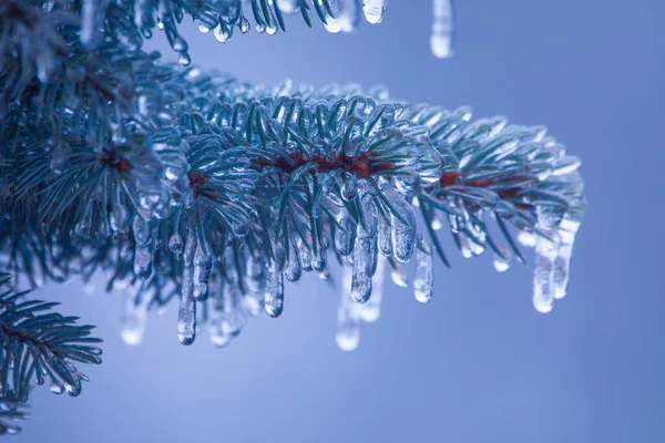 Ciclos Gelo Ramo Uma Árvore Natal Azul Close Conceito Partir — Fotografia de Stock