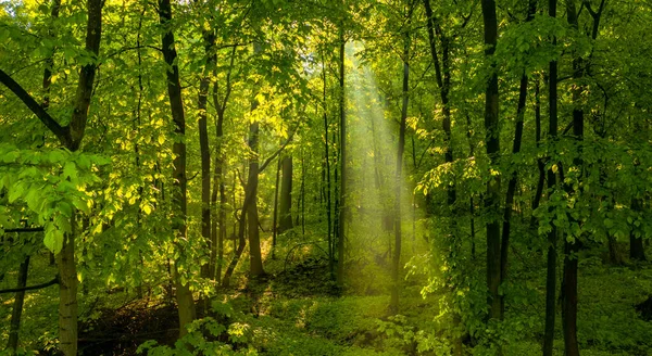 Прекрасный Летний Пейзаж Солнечные Лучи Светят Сквозь Зеленые Ветви Деревьев — стоковое фото