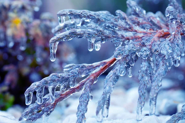 Icing Bomen Bodem Oppervlakken Gevaarlijke Weersomstandigheden Evergreen Plant Jeneverbes Bedekt — Stockfoto