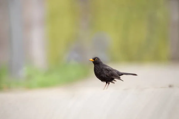 Turdus Merula Blackbird Senta Toco Come Grãos Close Foco Seletivo — Fotografia de Stock