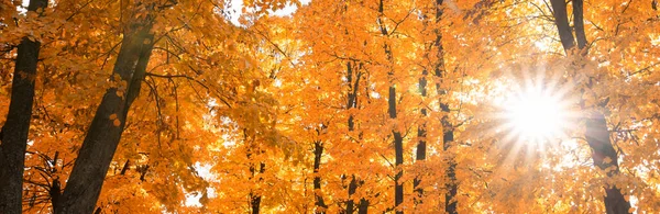 Csodálatos Sárga Őszi Fák Parkban Tájkép — Stock Fotó