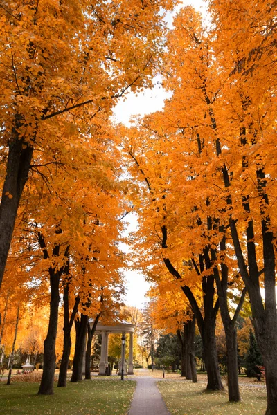 公園内の素晴らしい黄色の秋の木 — ストック写真