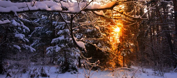 Wspaniały Zimowy Krajobraz Wschód Słońca Górskim Lesie Iglastym — Zdjęcie stockowe