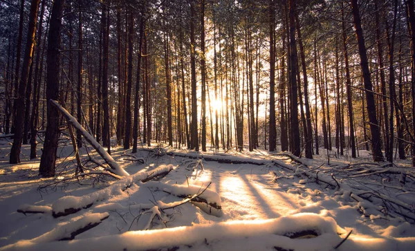 Wspaniały Zimowy Krajobraz Wschód Słońca Górskim Lesie Iglastym — Zdjęcie stockowe