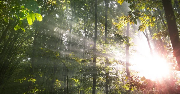 Maravilhoso Amanhecer Brilhante Floresta Nebulosa Decídua Verão Raios Sol Brilham — Fotografia de Stock