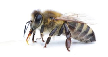 Bee on a white background Drinking honey.