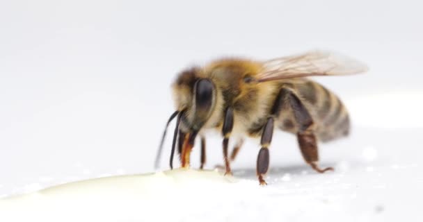 Bee on a white background Drinking honey. — Stock Video