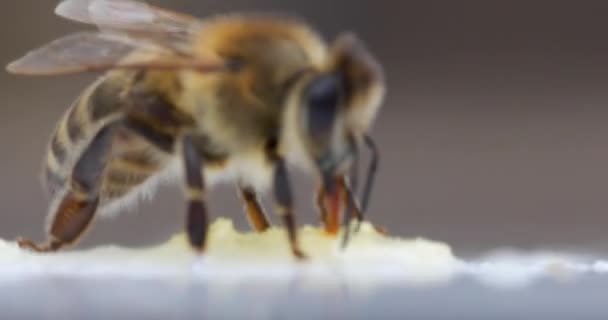 Bee on a white background Drinking honey. — Stockvideo