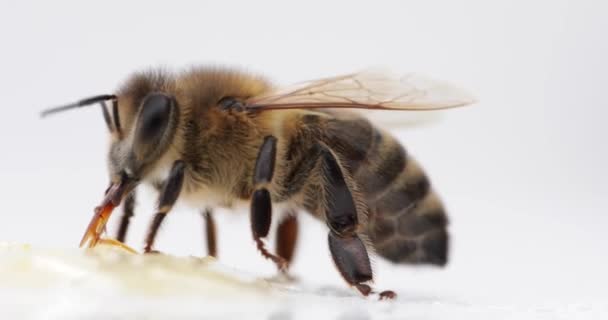 Bee on a white background Drinking honey. — Video