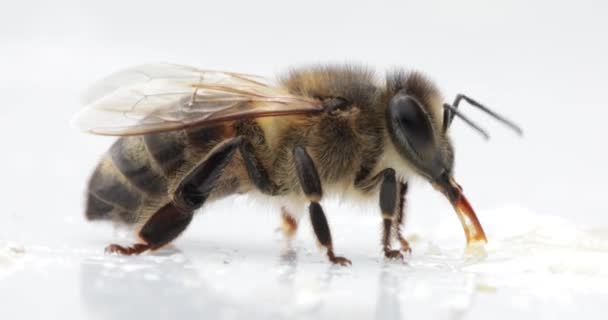 Bee on a white background Drinking honey. — Stock Video