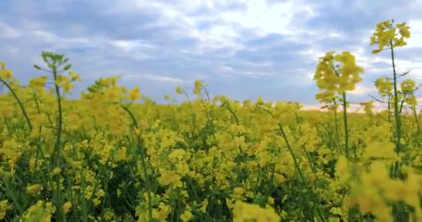 Blooming rapeseed field. Valuable agricultural culture — Αρχείο Βίντεο