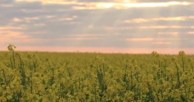 Açan kolza tohumu tarlası. Değerli tarım tarımı