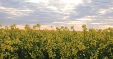 Açan kolza tohumu tarlası. Değerli tarım tarımı