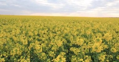 Açan kolza tohumu tarlası. Değerli tarım tarımı