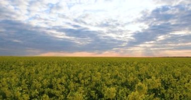 Blooming rapeseed field. Valuable agricultural culture