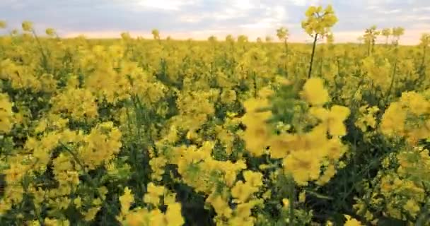 Blooming rapeseed field. Valuable agricultural culture — Vídeo de Stock