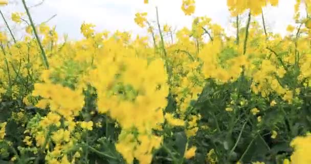 开花的菜籽田。宝贵的农业文化 — 图库视频影像