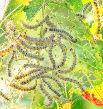 Tırtıl meyve ağaçlarının yapraklarını yer..