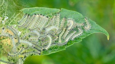 Tırtıl meyve ağaçlarının yapraklarını yer..