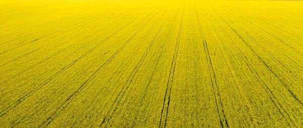 Rapeseed Field Blooms Field Drone View — Stock Photo, Image