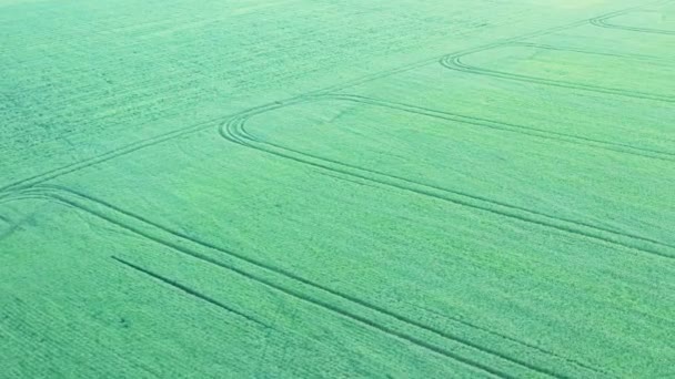 Grüner Weizen Auf Einem Landwirtschaftlichen Feld Drohnenblick Wunderbare Ländliche Sommerlandschaft — Stockvideo