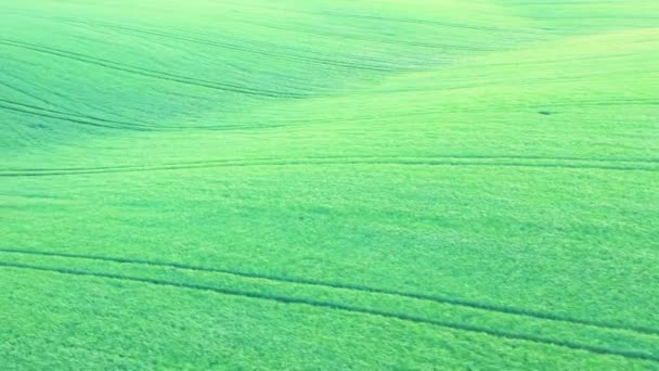 Green Wheat Agricultural Field Drone View Wonderful Summer Rural Landscape — ストック動画