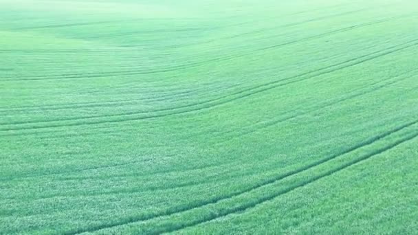 Green Wheat Agricultural Field Drone View Wonderful Summer Rural Landscape — Vídeo de Stock