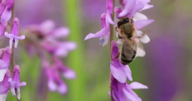 Honey bee on purple flowers mouse peas collect nectar. Close-up, macro.