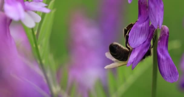 Honey Bee Purple Flowers Mouse Peas Collect Nectar Close Macro — Vídeos de Stock