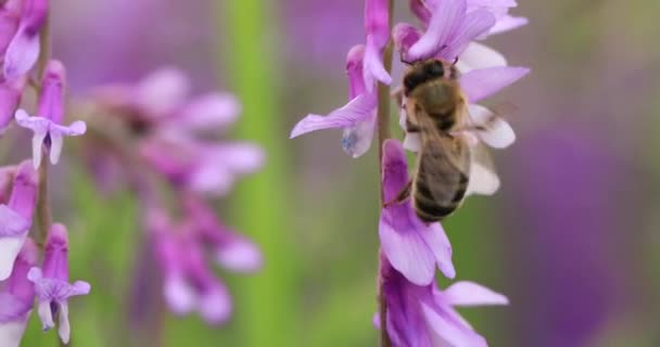 Honey Bee Purple Flowers Mouse Peas Collect Nectar Close Macro — Vídeo de Stock