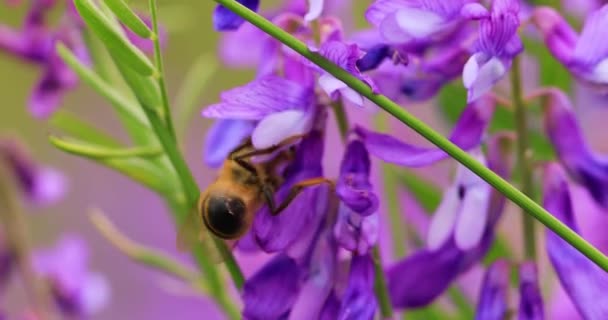 Mor Çiçeklerdeki Bal Arısı Fare Bezelyeleri Nektar Toplar Yakın Çekim — Stok video