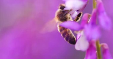 Mor çiçeklerdeki bal arısı fare bezelyeleri nektar toplar. Yakın çekim, makro.
