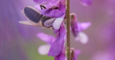 Honey bee on purple flowers mouse peas collect nectar. Close-up, macro.