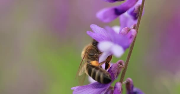 Honey Bee Purple Flowers Mouse Peas Collect Nectar Close Macro — Stockvideo