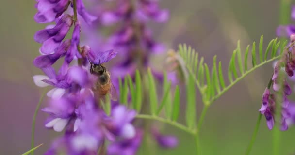 Honey Bee Purple Flowers Mouse Peas Collect Nectar Close Macro — Vídeo de Stock