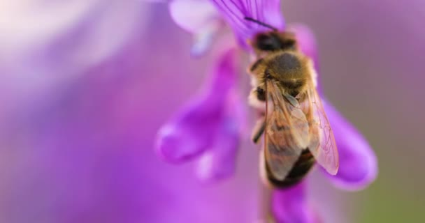 Mor Çiçeklerdeki Bal Arısı Fare Bezelyeleri Nektar Toplar Yakın Çekim — Stok video