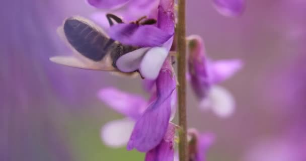 Honey Bee Purple Flowers Mouse Peas Collect Nectar Close Macro — Video Stock