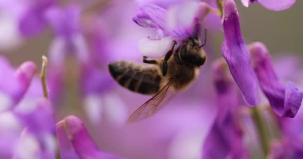 Honey Bee Purple Flowers Mouse Peas Collect Nectar Close Macro — Stockvideo