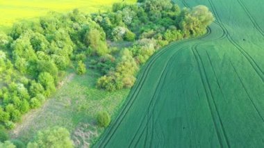 Tarım alanında yeşil buğday. İHA görüntüsü. Muhteşem yaz kırsal manzarası.
