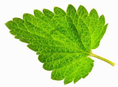 Beyaz arka planda genç sulu limon merhemi yaprakları.