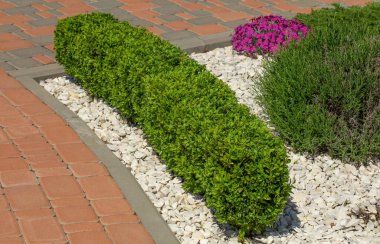 Çiçek tarhında yeşil dikdörtgen boxwood çalısı.
