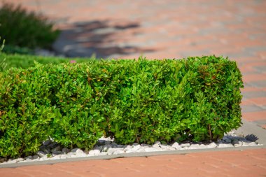 Çiçek tarhında yeşil dikdörtgen boxwood çalısı.