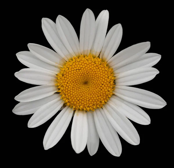 White Daisy Yellow Center Black Background — Stock Photo, Image