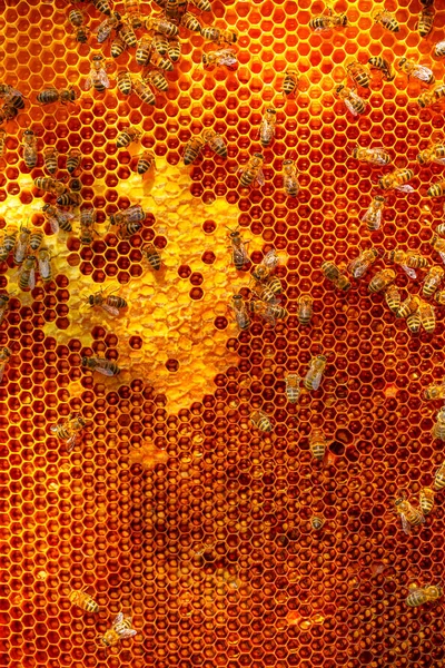 Honey frame, texture. Abstract natural background. Worker bees work in the hive.