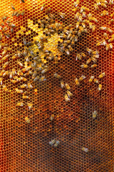 Honey frame, texture. Abstract natural background. Worker bees work in the hive.