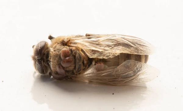 Мертвая Пчела Зараженная Клещами Варроа Белом Фоне — стоковое фото