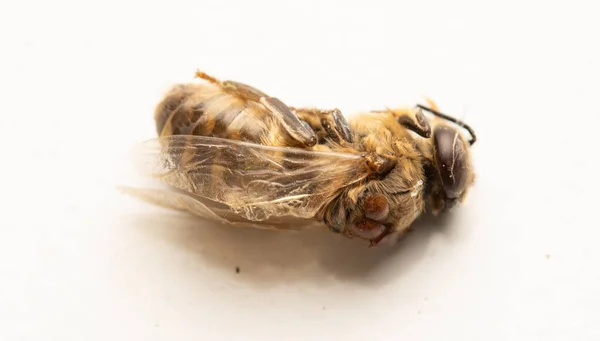 Abeja Muerta Infectada Con Ácaro Varroa Sobre Fondo Blanco —  Fotos de Stock