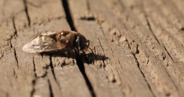 Abeille Morte Infectée Par Varroa Acarien Sur Fond Blanc — Video