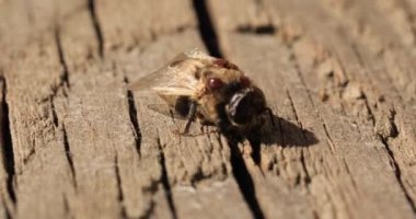 Beyaz bir arka planda ölü arıya varroa akarı bulaşmış..